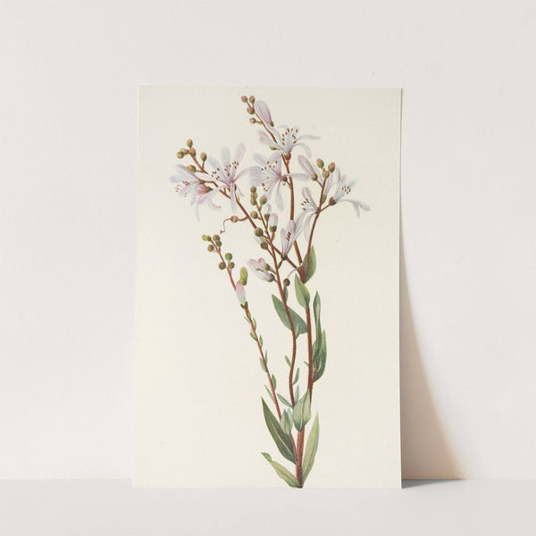 Tarflower. (Befaria racemosa) (1925) by Mary Vaux Walcott