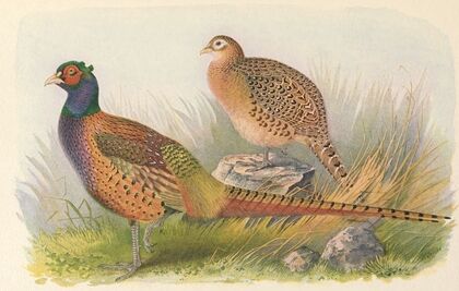 Tarim Pheasant