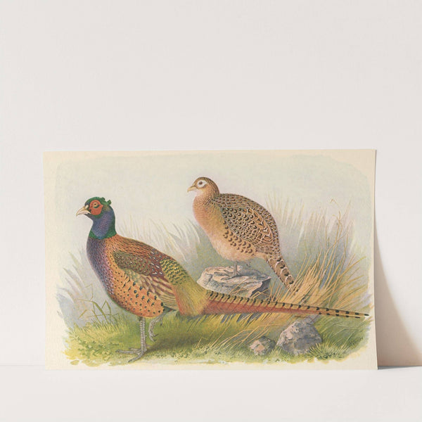 Tarim Pheasant by Henry Jones