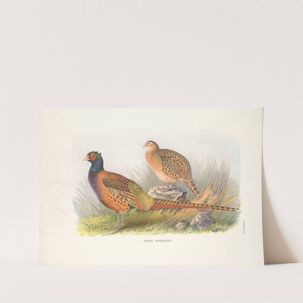 Tarim Pheasant (Phasianus colchicus tarimensis) (1918-1922) by Henry Jones