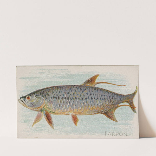 Tarpon (1889) by Allen & Ginter