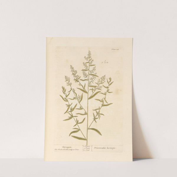 Tarragon by Elizabeth Blackwell