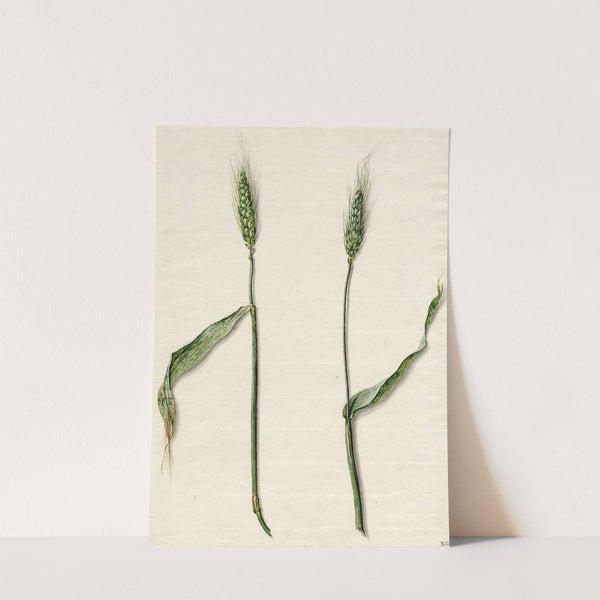 Tarwe by Barend Hendrik Thier