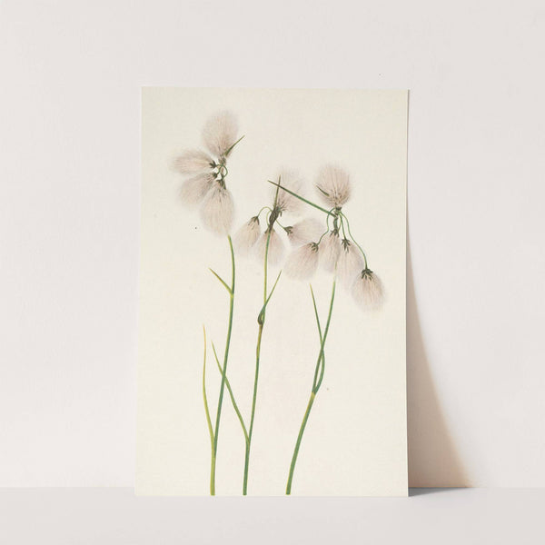 Tassel Cottongrass. Eriophorum angustifolium (1925) by Mary Vaux Walcott