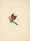 Tauraco leucotis (White-cheeked Turaco)