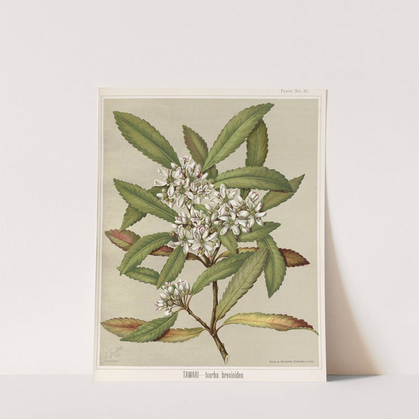 Tawari - Ixerba brexioides. Plate 31 by Sarah Featon