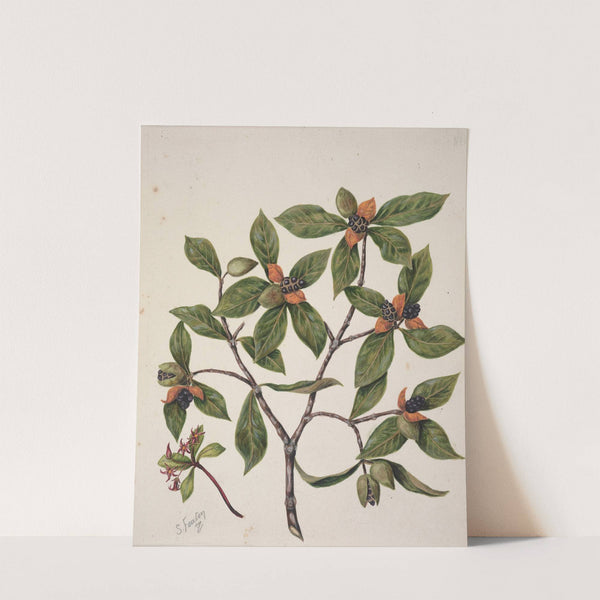 Tawhirikaro by Sarah Featon