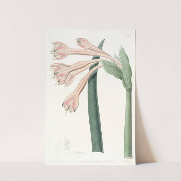 Tawny Coburgia by Sydenham Edwards