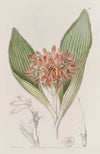 Tawny Daubenya