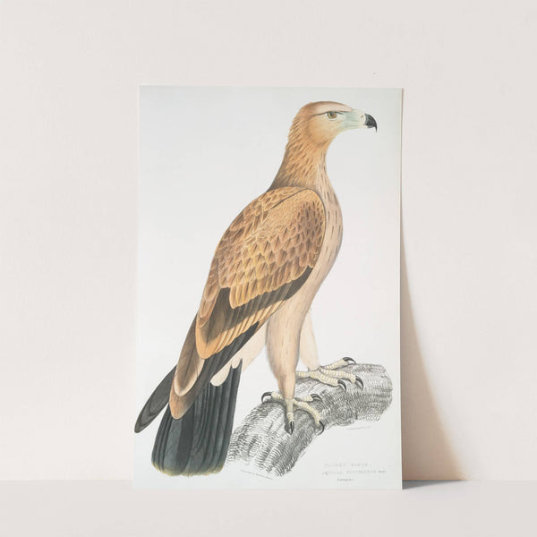 Tawny Eagle, Aquilla fulvescens. by John Edward Gray