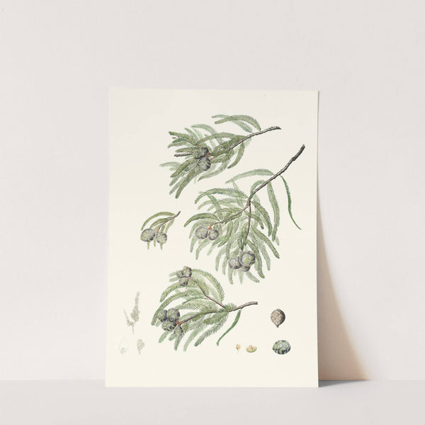 Taxodium distichum = Deciduous cypress. by Aylmer Bourke Lambert