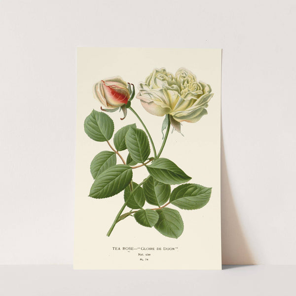 Tea Rose (1896-1897) by Edward Step