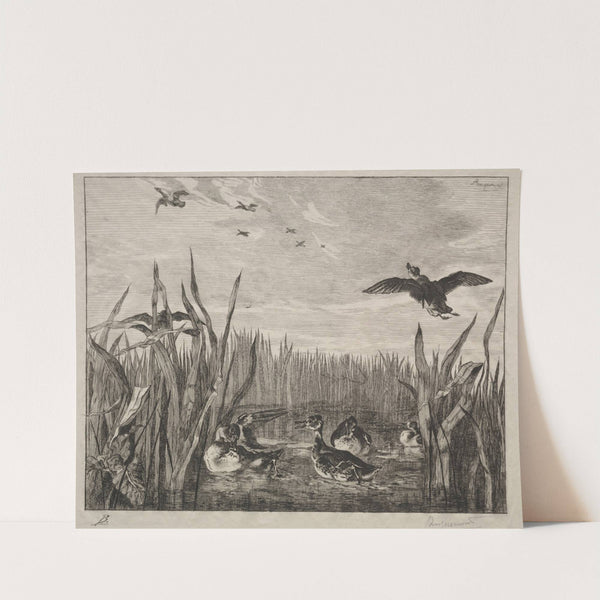 Teal (1853) by Félix Bracquemond