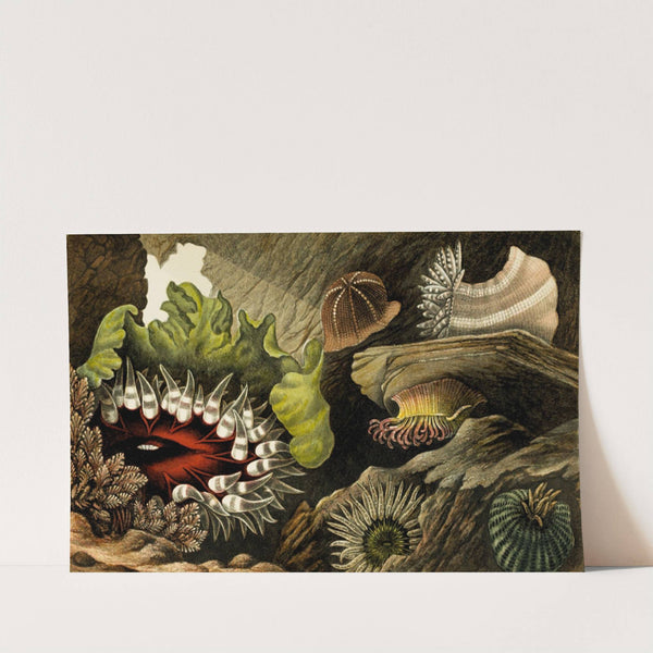 Tealia crassicornis, Bunodes gemmacea, B. Ballii, B. Thallia by Philip Henry Gosse