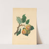 Teinton Squash Pear by Thomas Andrew Knight