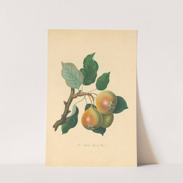 Teinton Squash Pear by Thomas Andrew Knight