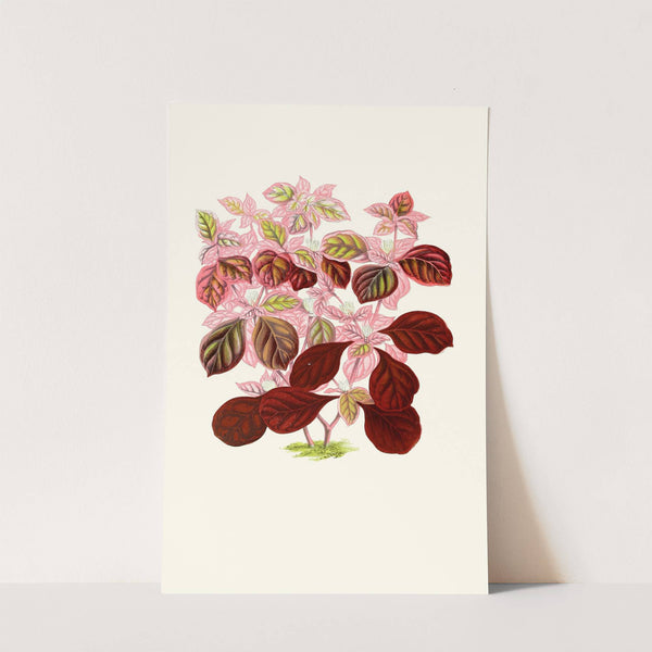 Telanthera Ficoidea by Edward Joseph Lowe