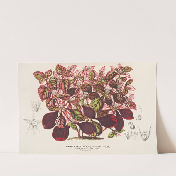 Teleianthera ficoidea var. versicolor by Charles Antoine Lemaire