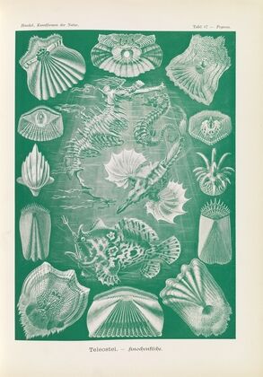 Teleostei. – Knochenfische