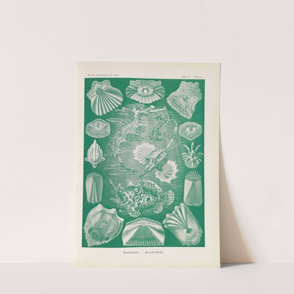 Teleostei. - Knochenfische by Ernst Haeckel