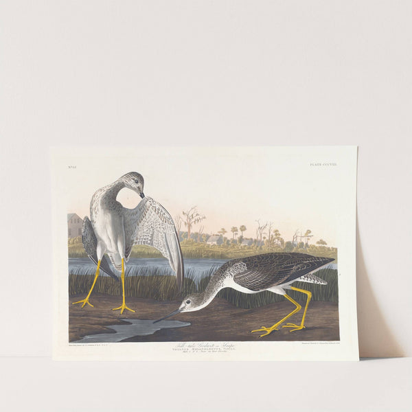 Tell-tale godwit or snipe by John James Audubon