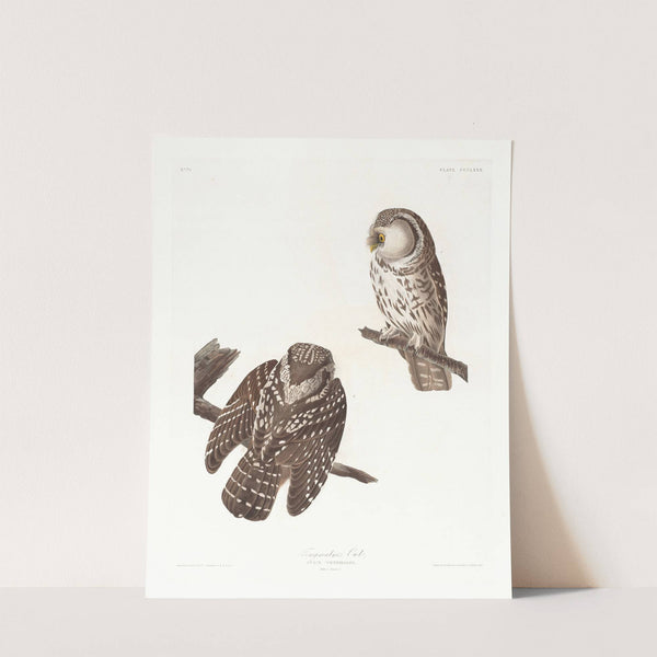 Tengmalm's owl by John James Audubon