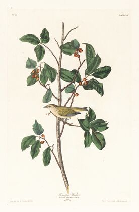 Tennessee warbler