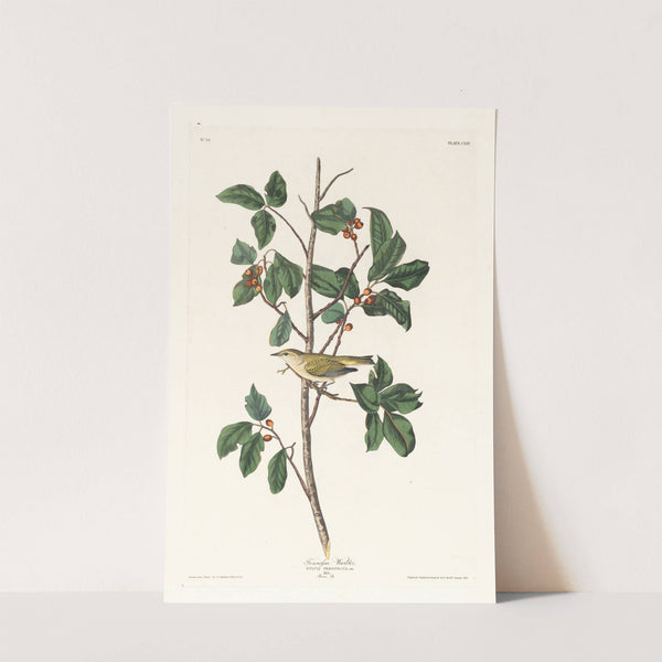 Tennessee warbler by John James Audubon