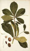 Terminalia catappa