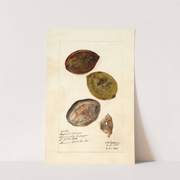 Terminalia catappa by Deborah Griscom Passmore