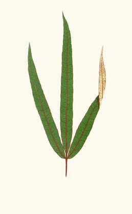 Terminalia Elegans