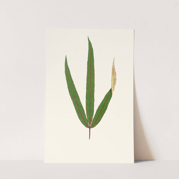 Terminalia Elegans by Edward Joseph Lowe