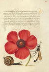 Terrestrial Mollusk, Poppy Anemone, and Crane Fly (1561–1596)