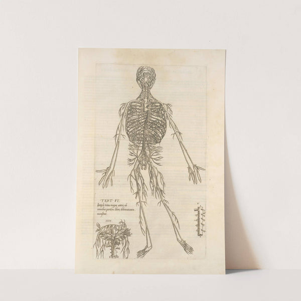 Tert. fig.; Integram totius magnæ arteriæ ab omnibus partibus liberæ delineationiem monstrat (1545) by Thomas Geminus