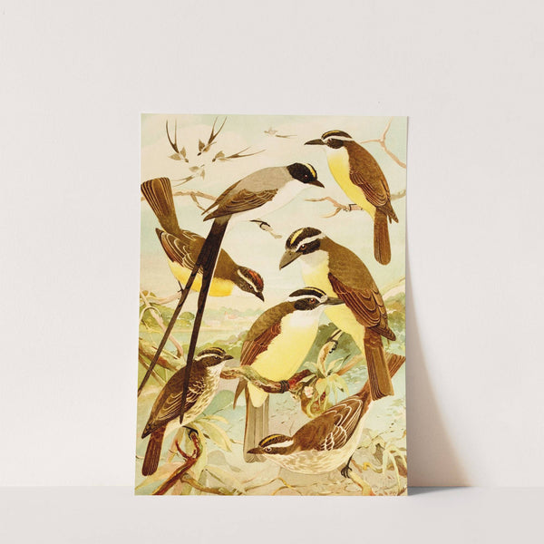 Tesoura, Bemtevís, Maria-é-dia, Bemtevís miúdos by Emil August Göldi