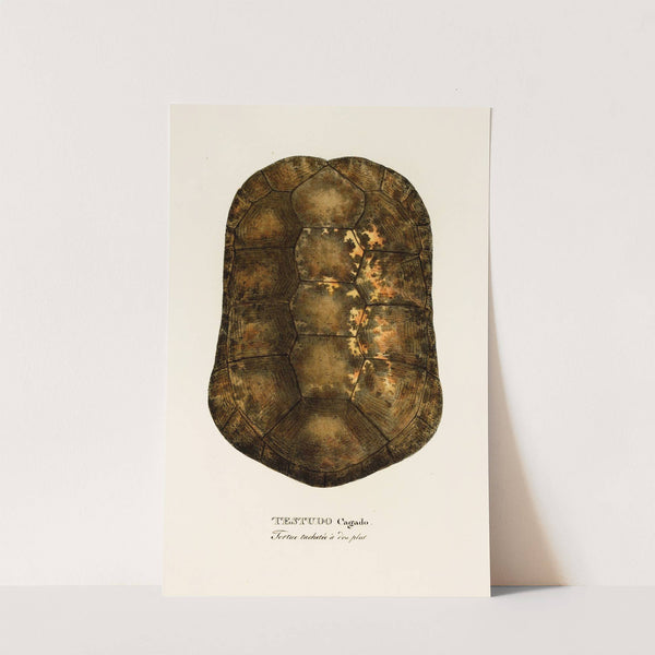 Testudo Cagado by Johann Baptist von Spix