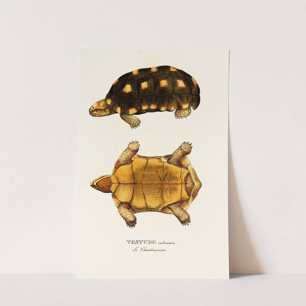 Testudo Carbonaria by Johann Baptist von Spix