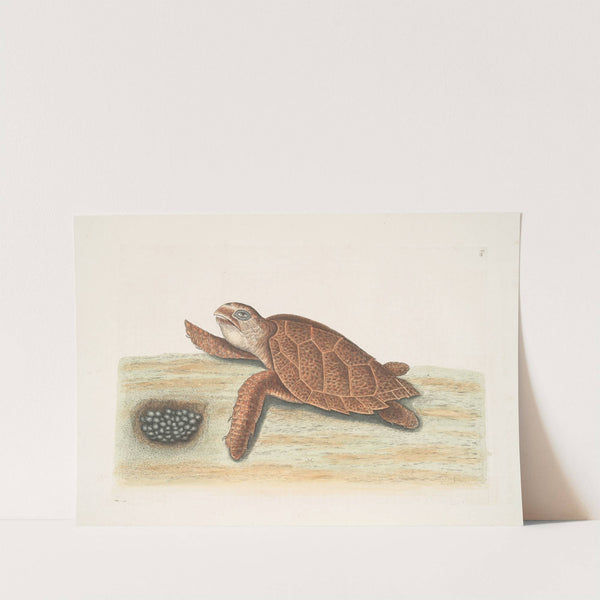 Testudo Caretta, The Hawks-bill-Turtle. by Mark Catesby