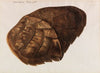 Testudo Imbricata – Schuppenschild