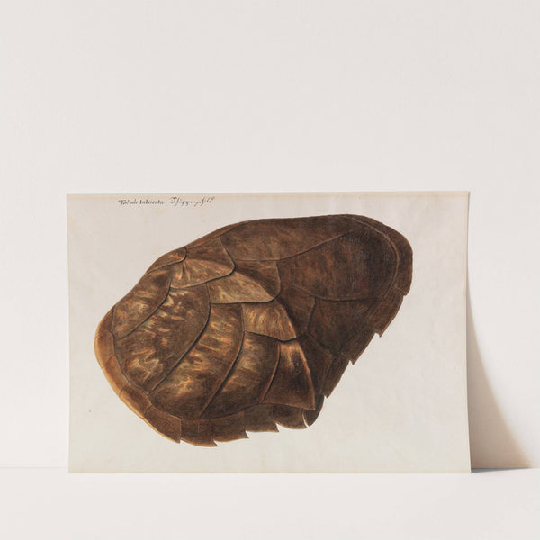 Testudo Imbricata - Schuppenschild by Franz Anton Von Scheidel