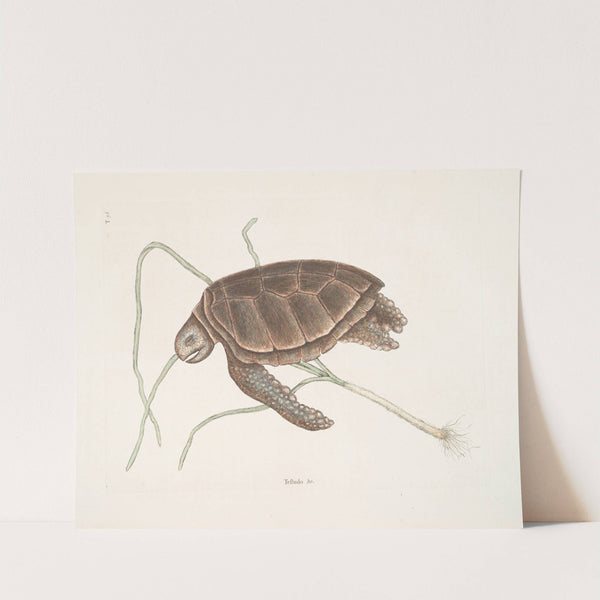 Testudo marina viridis, The Green-Turtle. by Mark Catesby