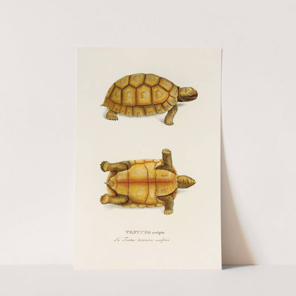 Testudo Sculpta by Johann Baptist von Spix