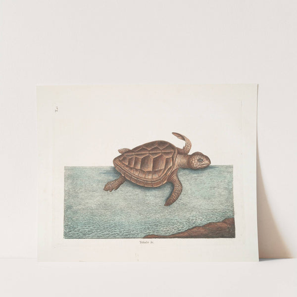 Testudo &c.; The Loggerhead-Turtle. by Mark Catesby