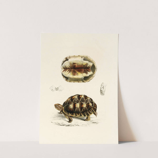 Testudo Verroxii by Sir Andrew Smith