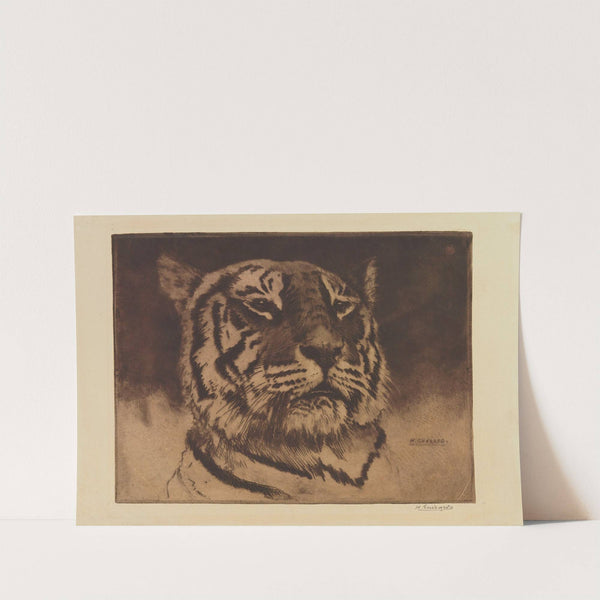 Tête de tigre (1888) by Henri-Charles Guérard