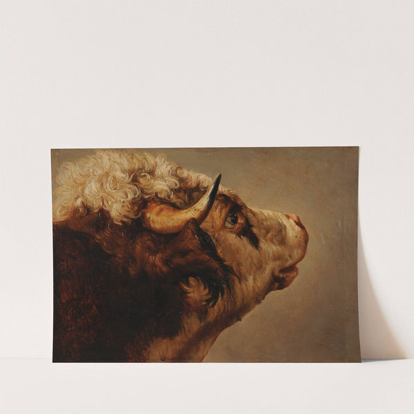 Tête de vache by Jacques-Raymond Brascassat