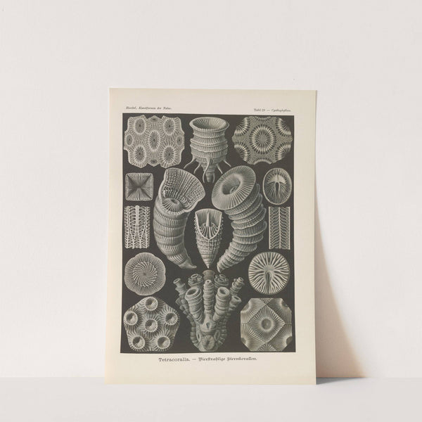 Tetracoralla. - Bierstrahlige Sternkorallen by Ernst Haeckel