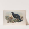 Tetrao tetrix. Blackcock. (1862-1873) by John Gould