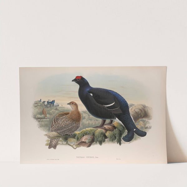 Tetrao tetrix. Blackcock. (1862-1873) by John Gould
