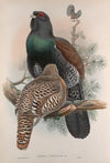 Tetrao urogallus. Capercailzie, or Cock of the Wood. (1862-1873)
